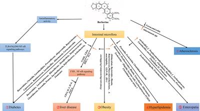 Effects of Berberine on the Gastrointestinal Microbiota